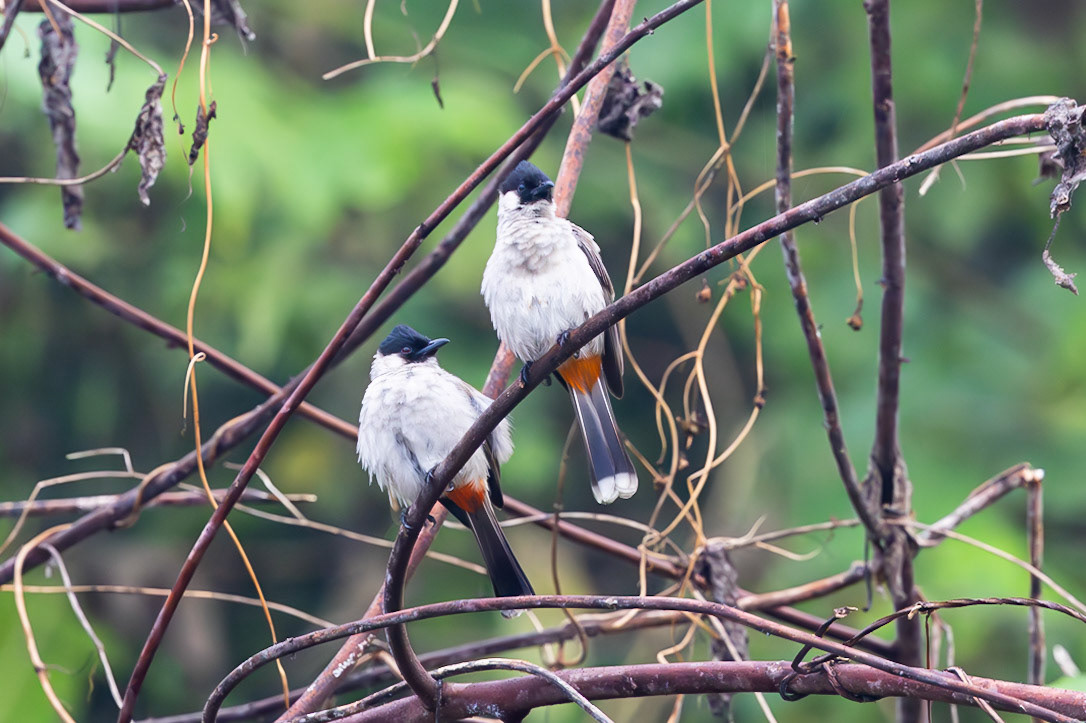 Sooty-headed Bulbul