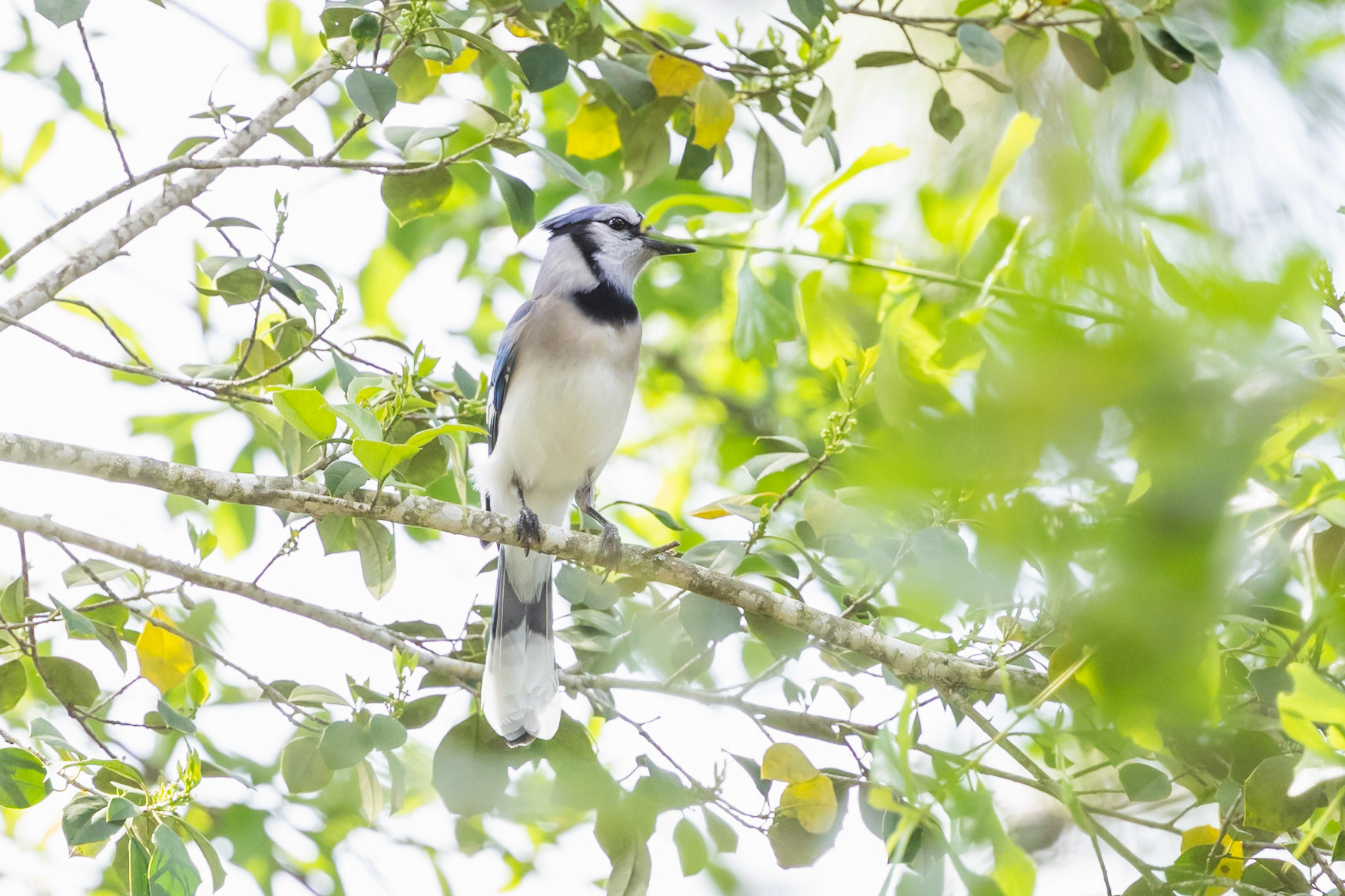 Blue Jay