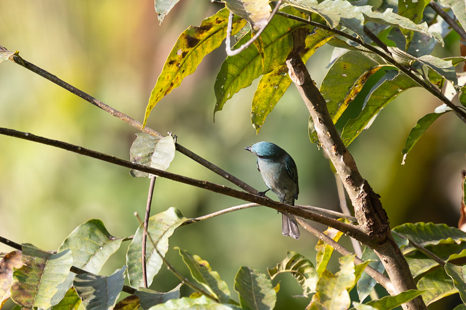 Pale Blue Flycatcher
