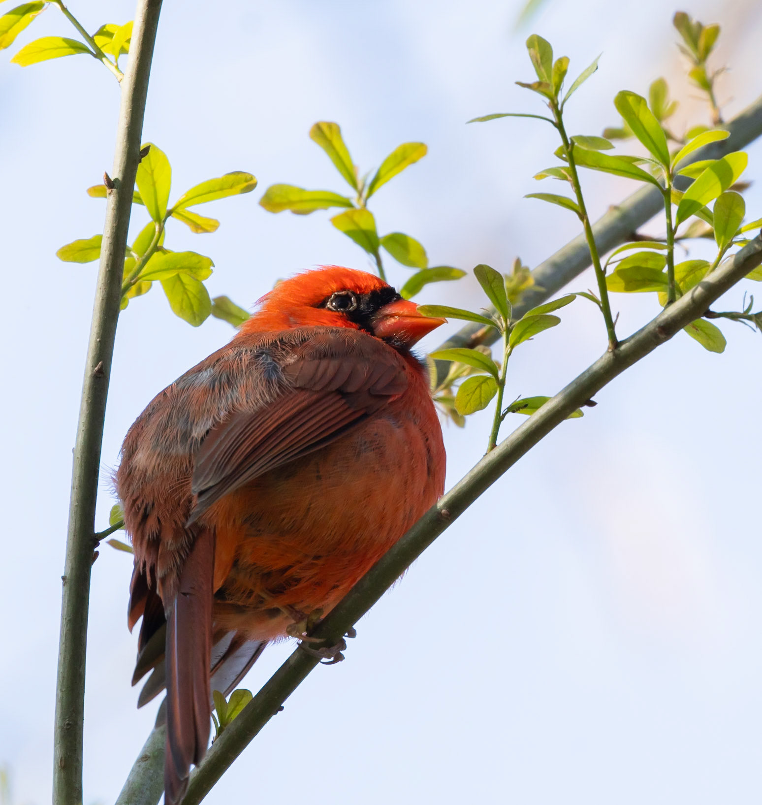 展轉輕啼空裊繞，新綠微拂一閃紅