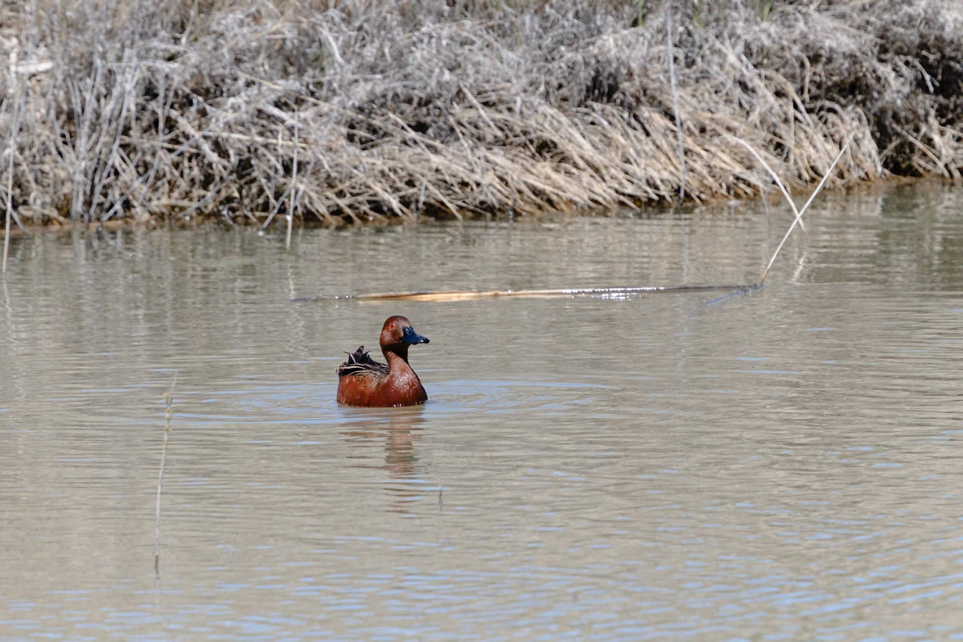 Cinnamon Teal