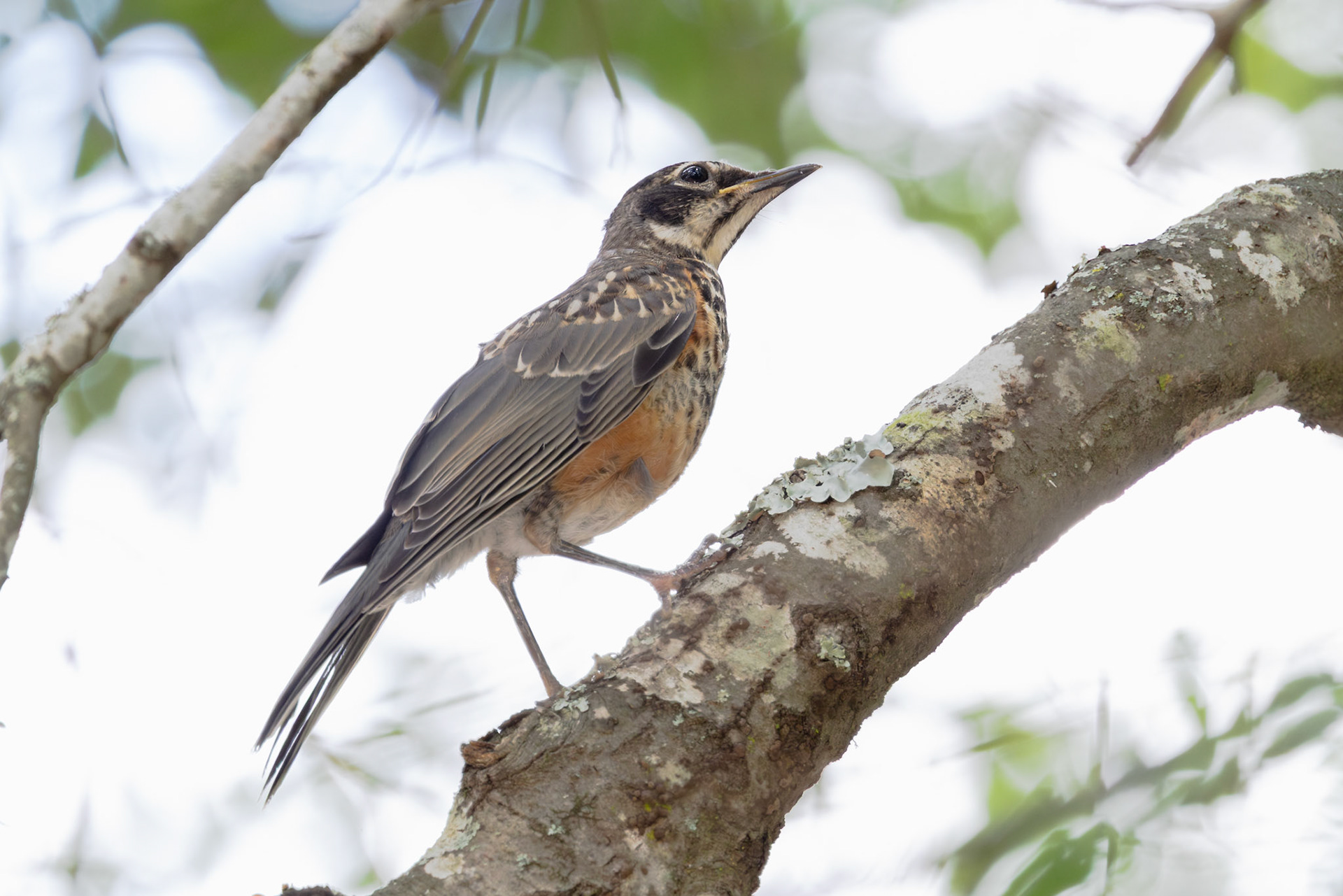 American Robin, Juvenile