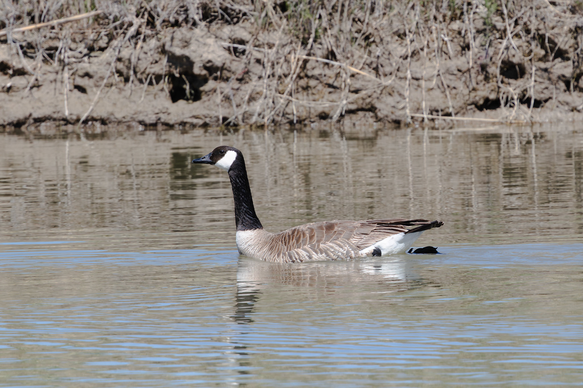 Canada Goose