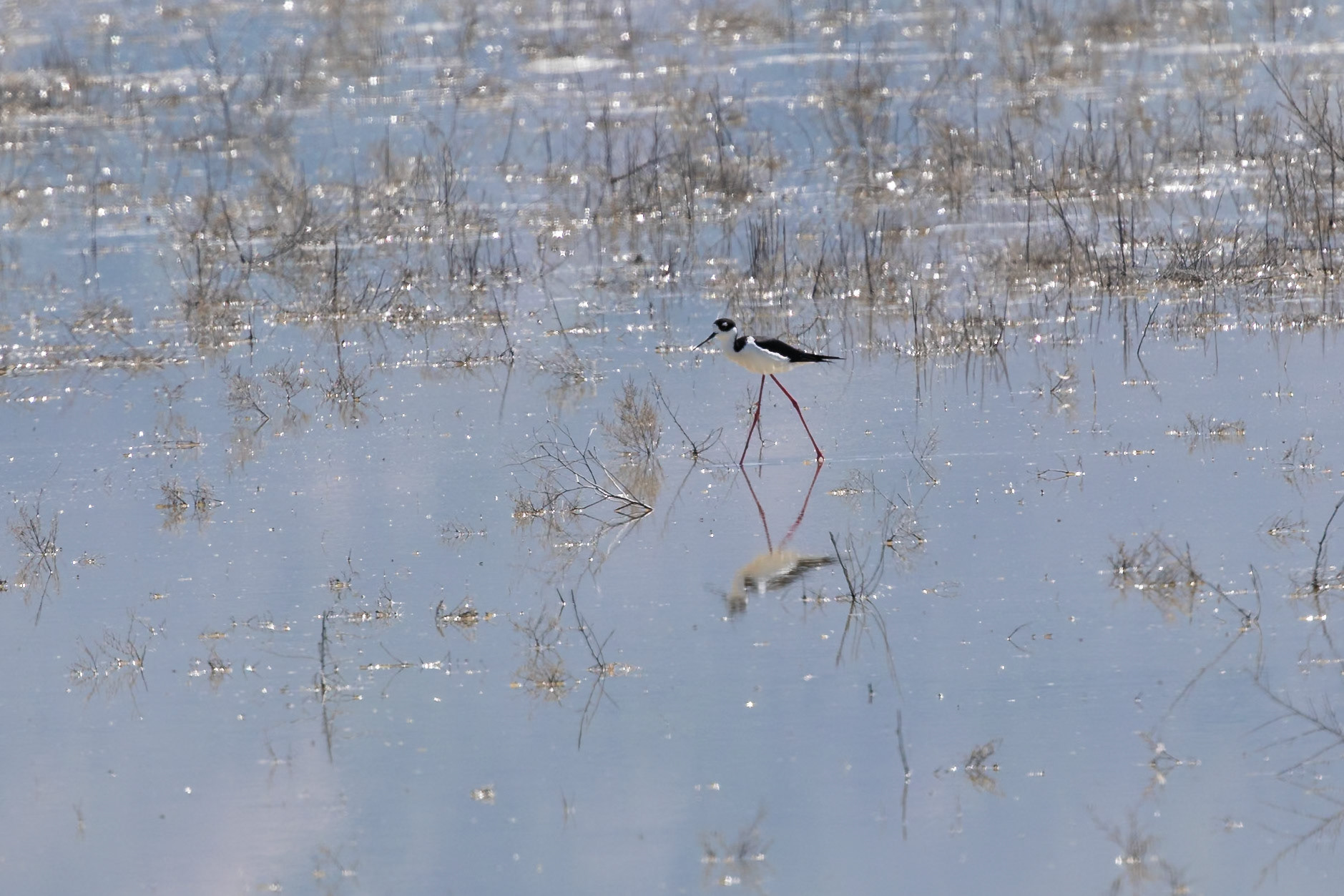 Black-necked Stilt