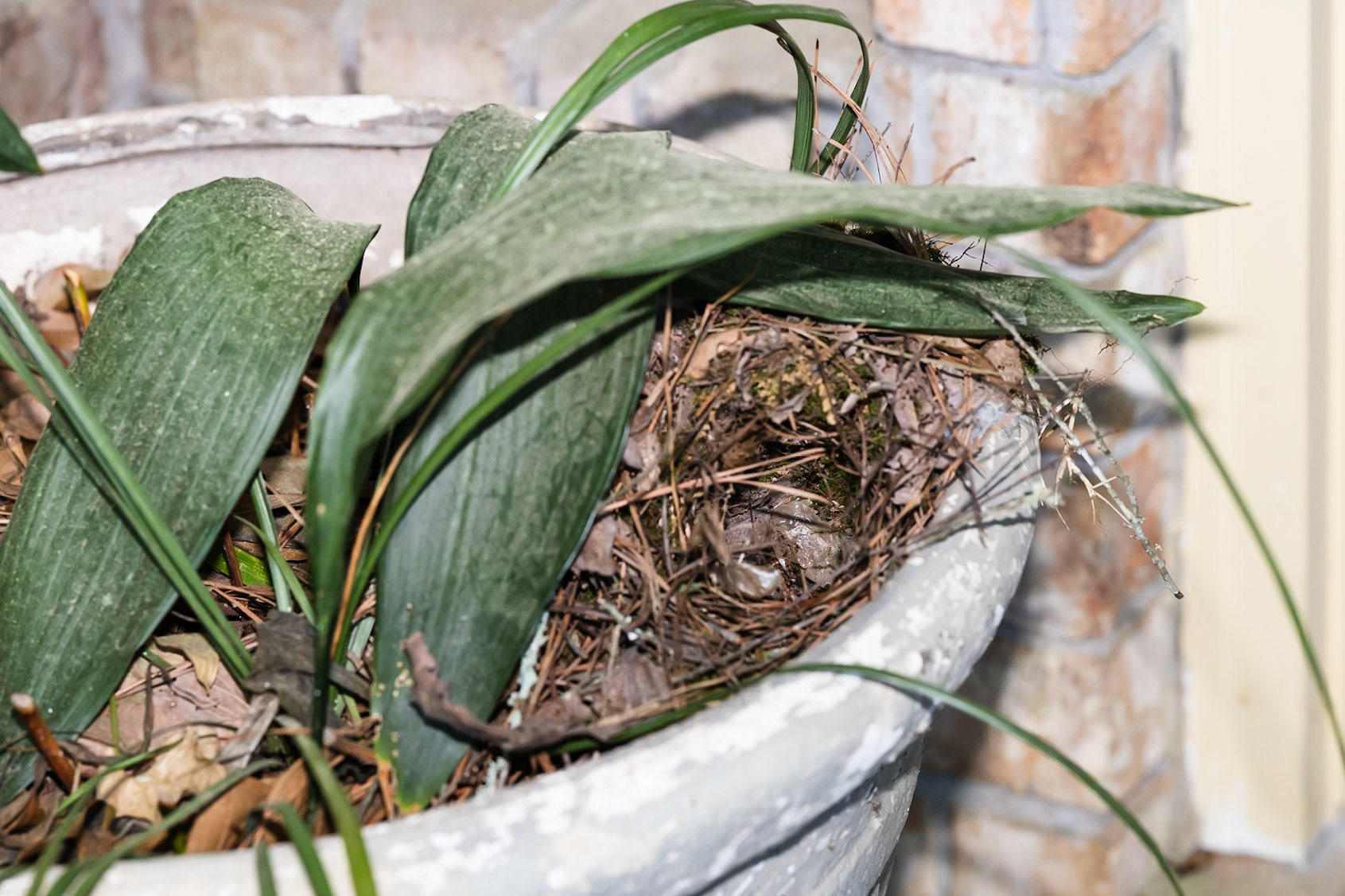 Empty new nest, Carolina Wren