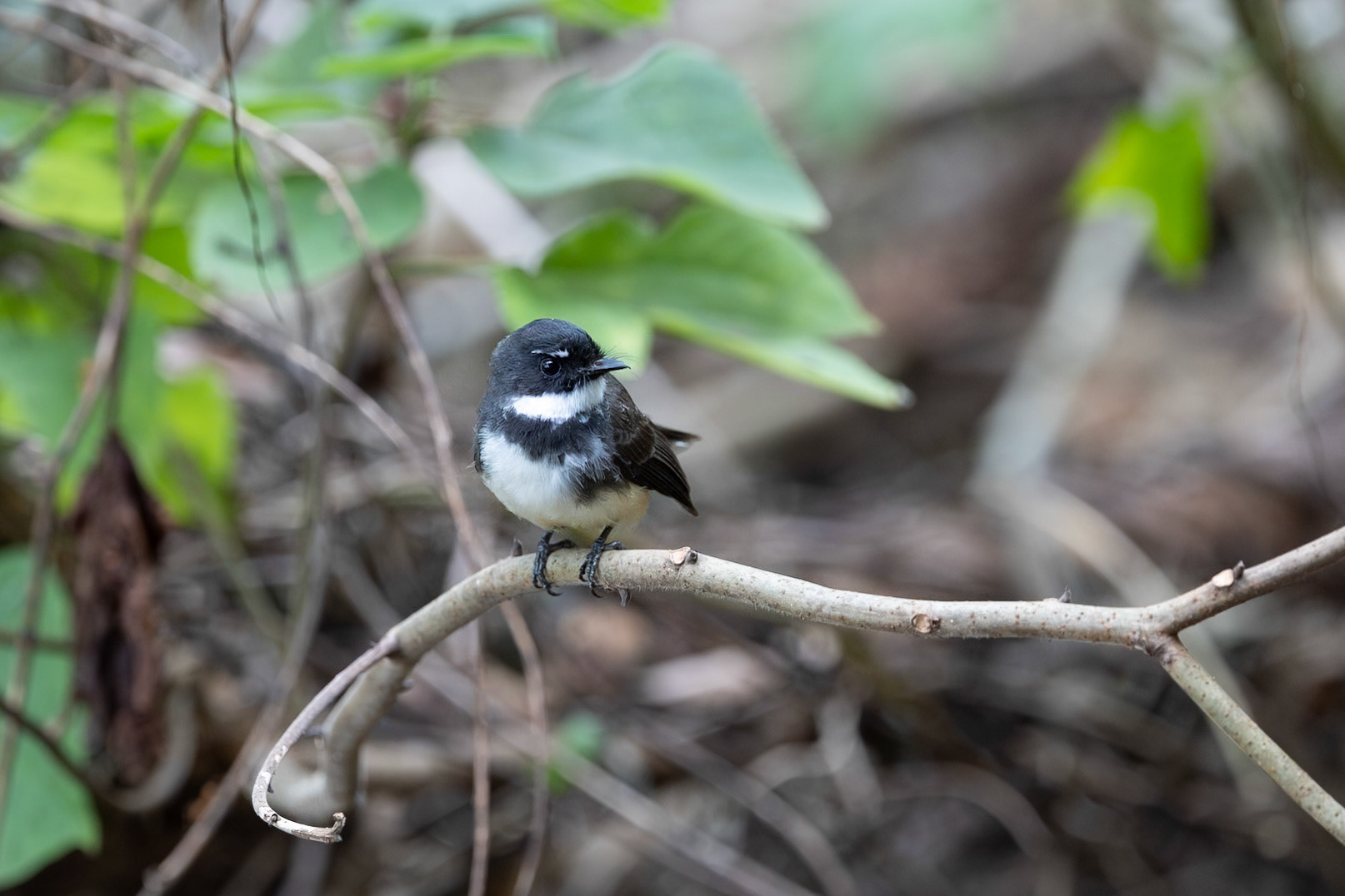 Malaysian Pied Fantail