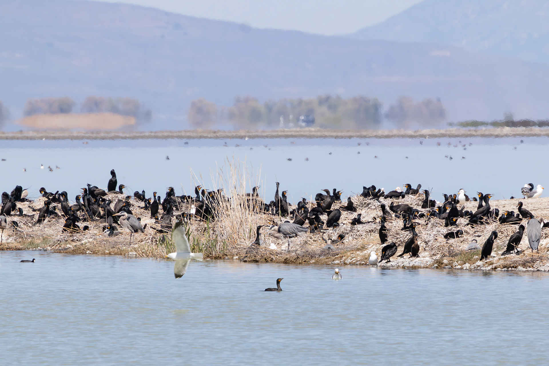 Colonies of Double-crested Cormorant, California Gull, and Great Blue Heron