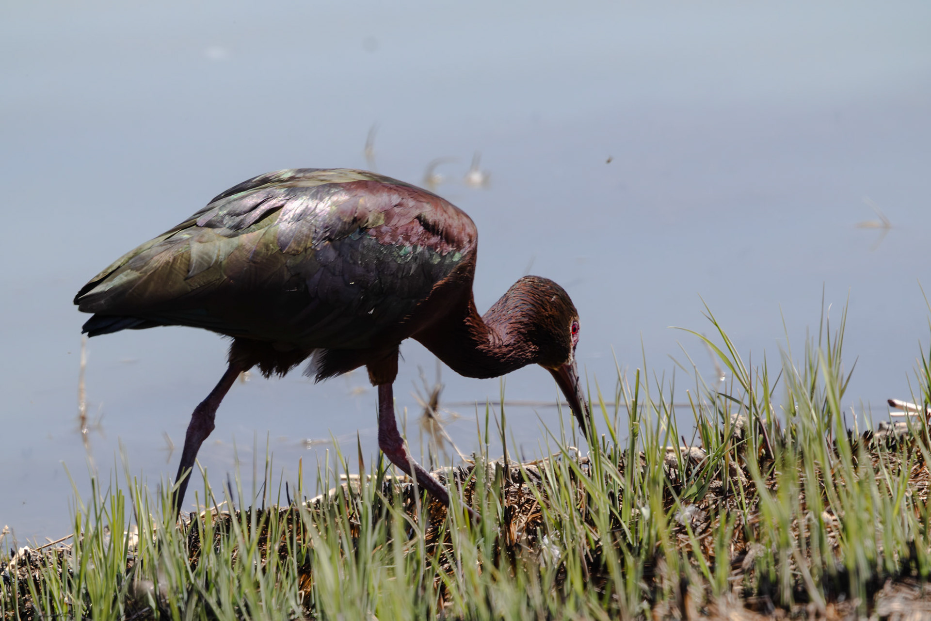 White-faced Ibis