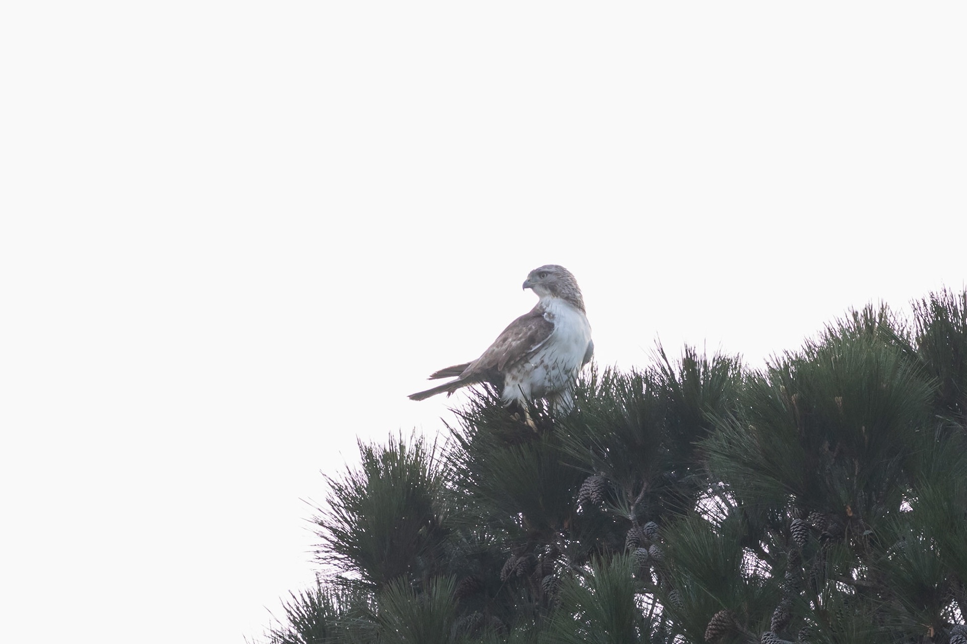 ?Hawk, Juvenile