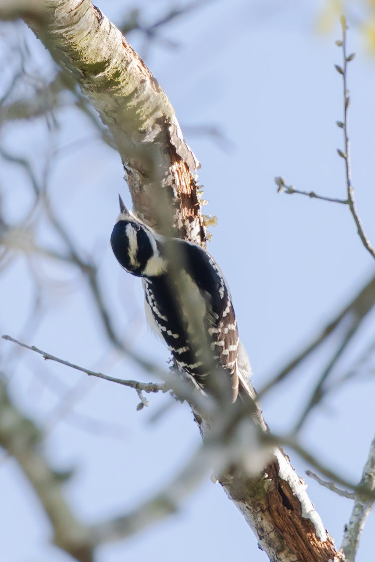 Downy Woodpecker