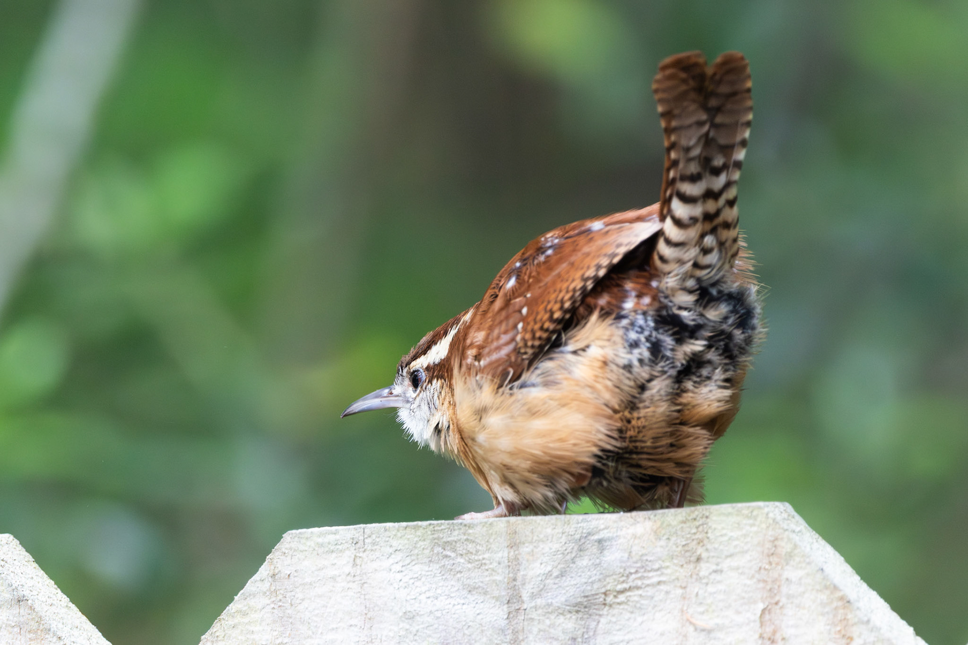 Carolina Wren