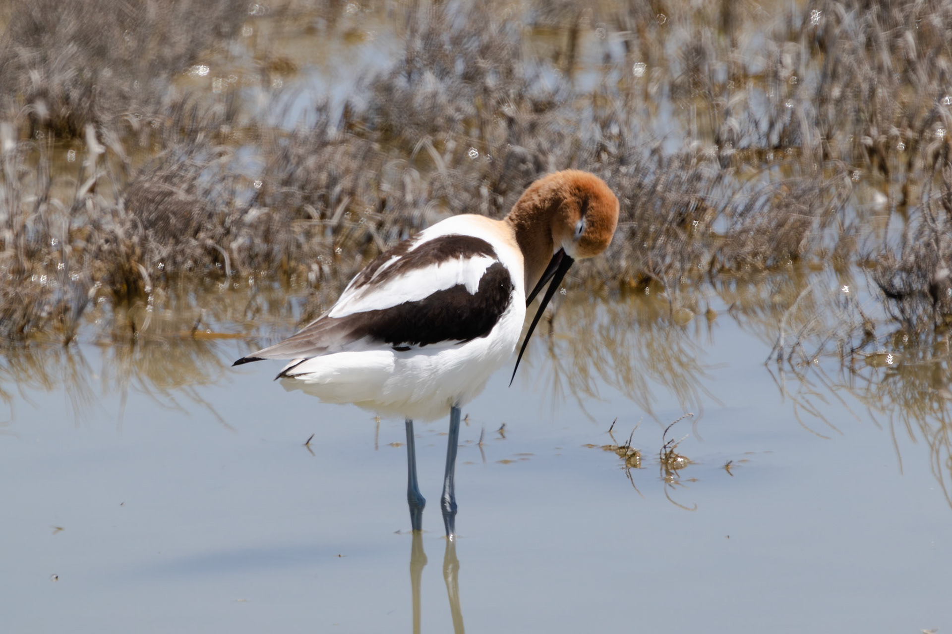 American Avocet