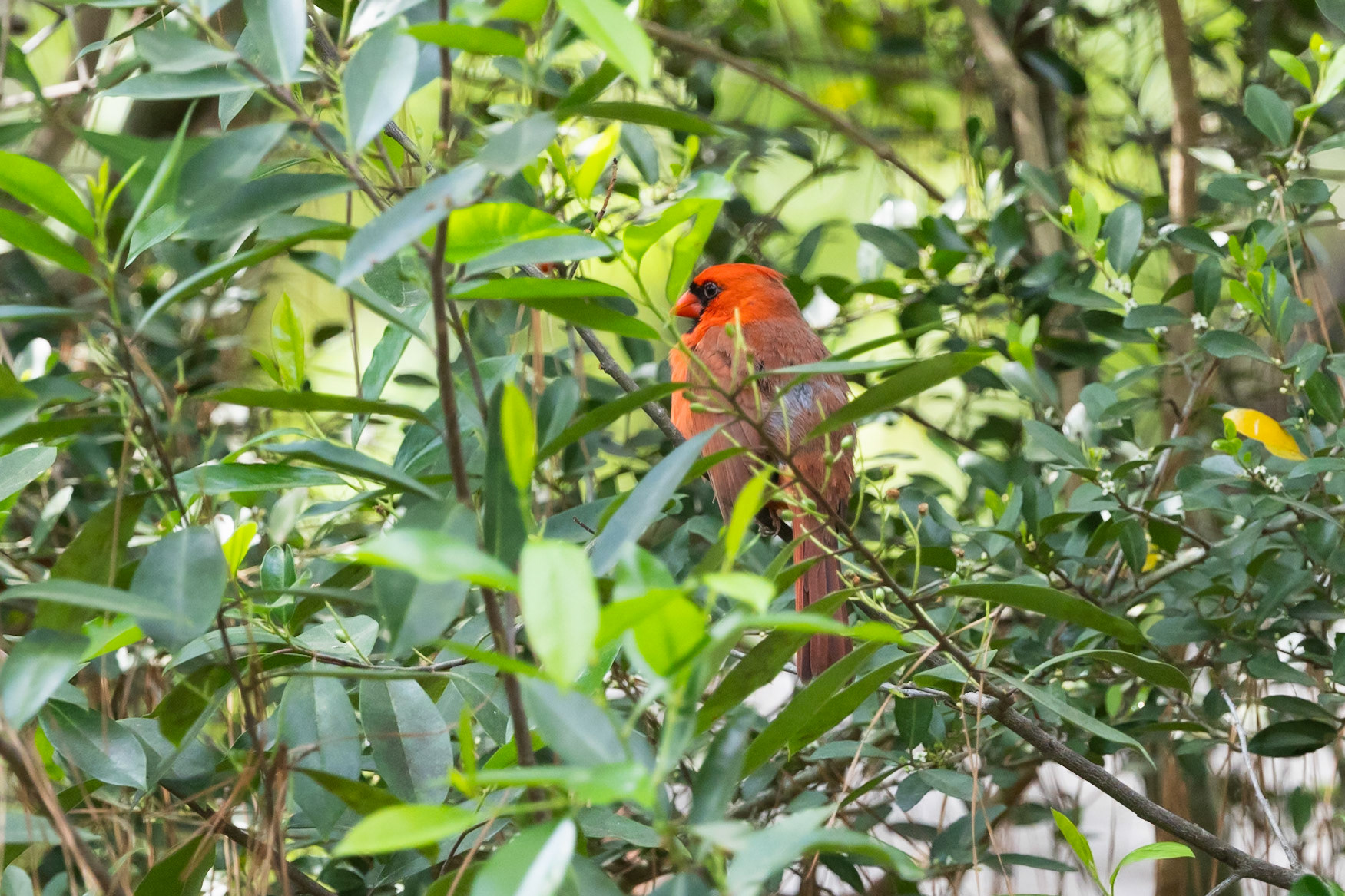 Northern Cardinal