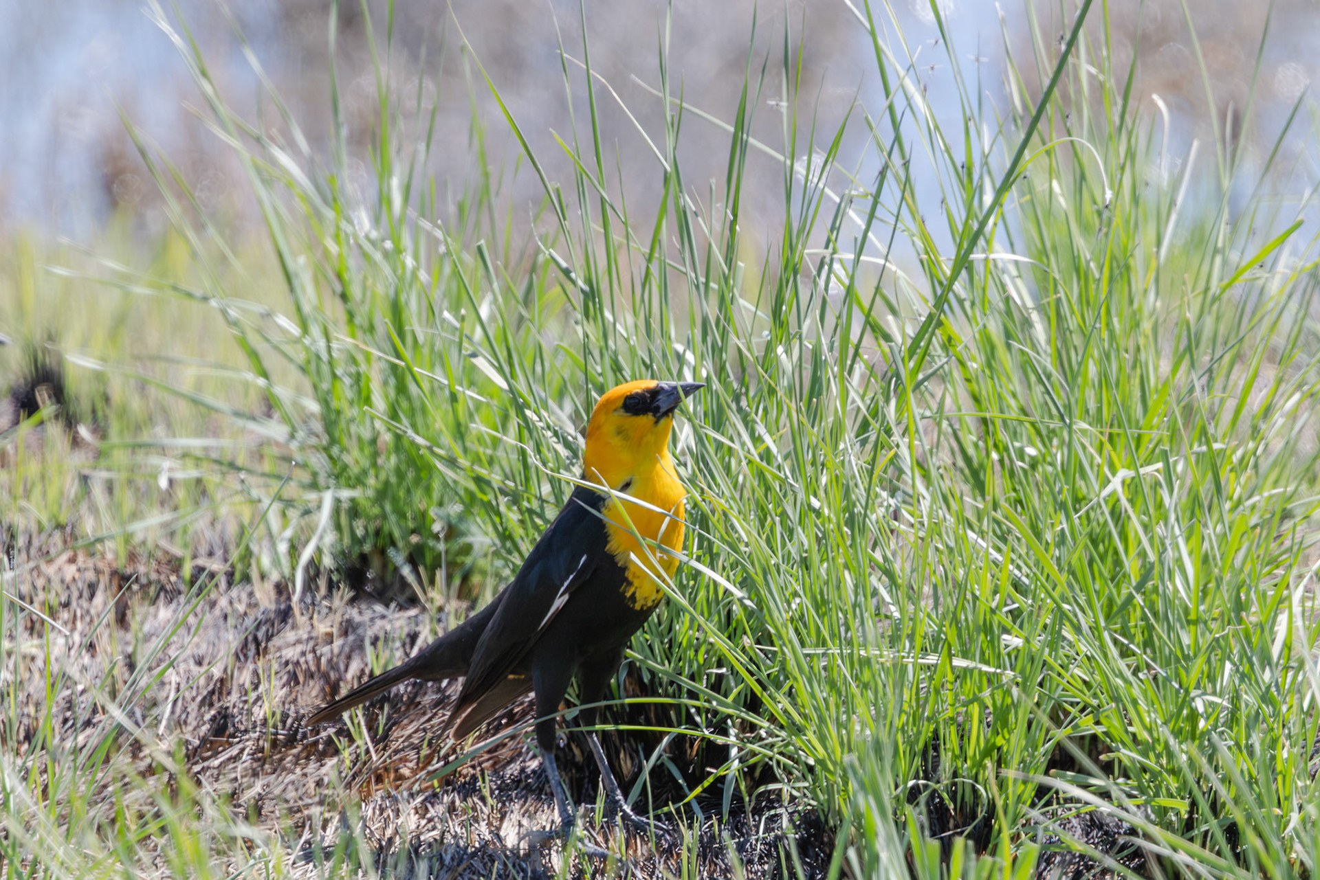 Yellow-headed Blackbird