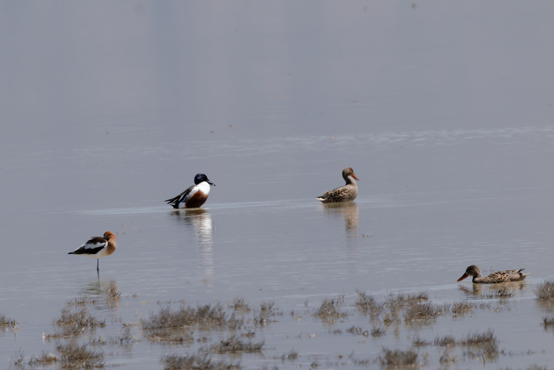 Northern Shoveler, male and female (American Avocet)