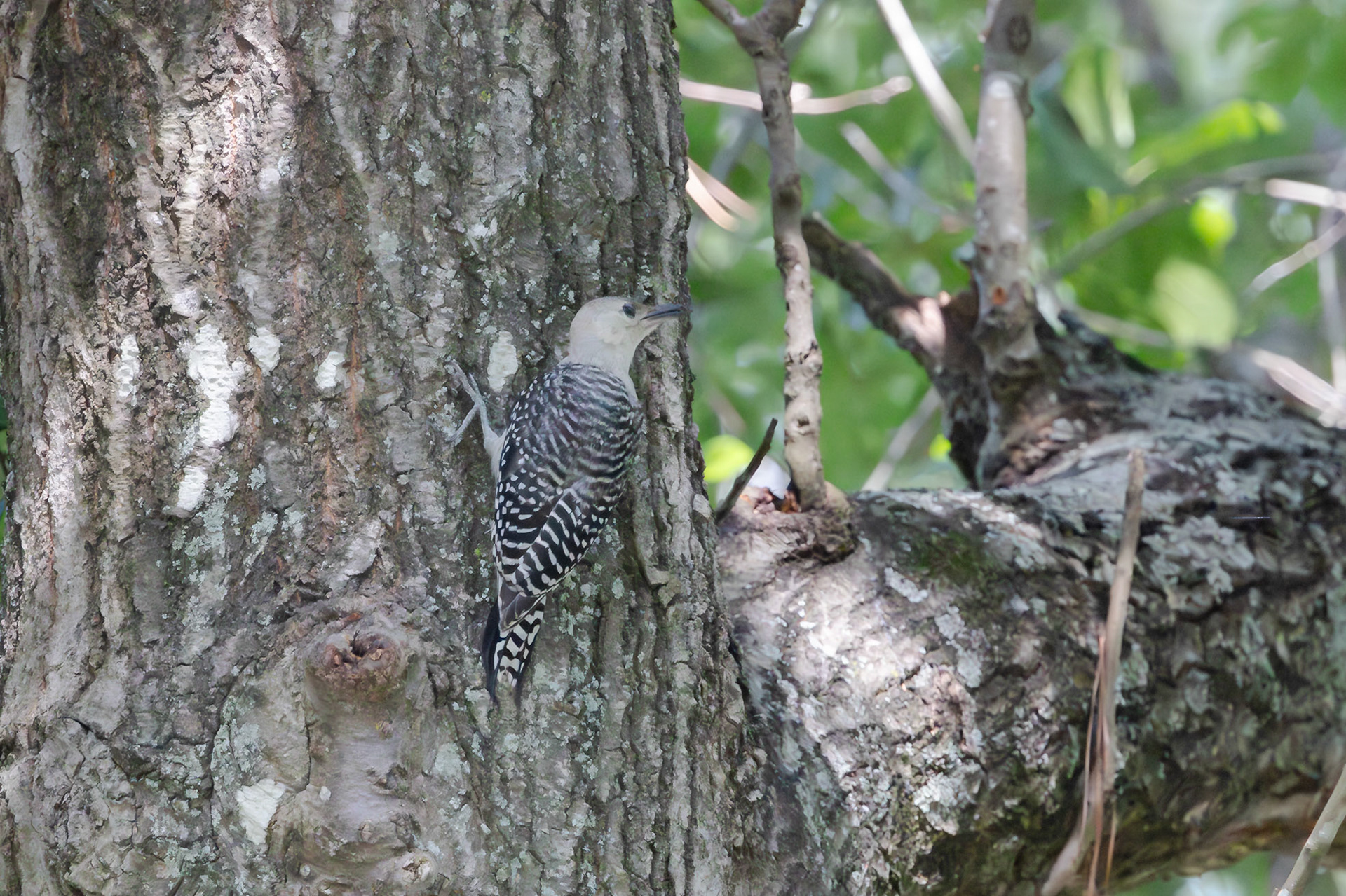Red-bellied Woodpecker, Juvenile