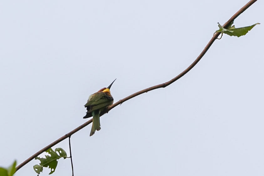 Chestnut-headed Bee-eater