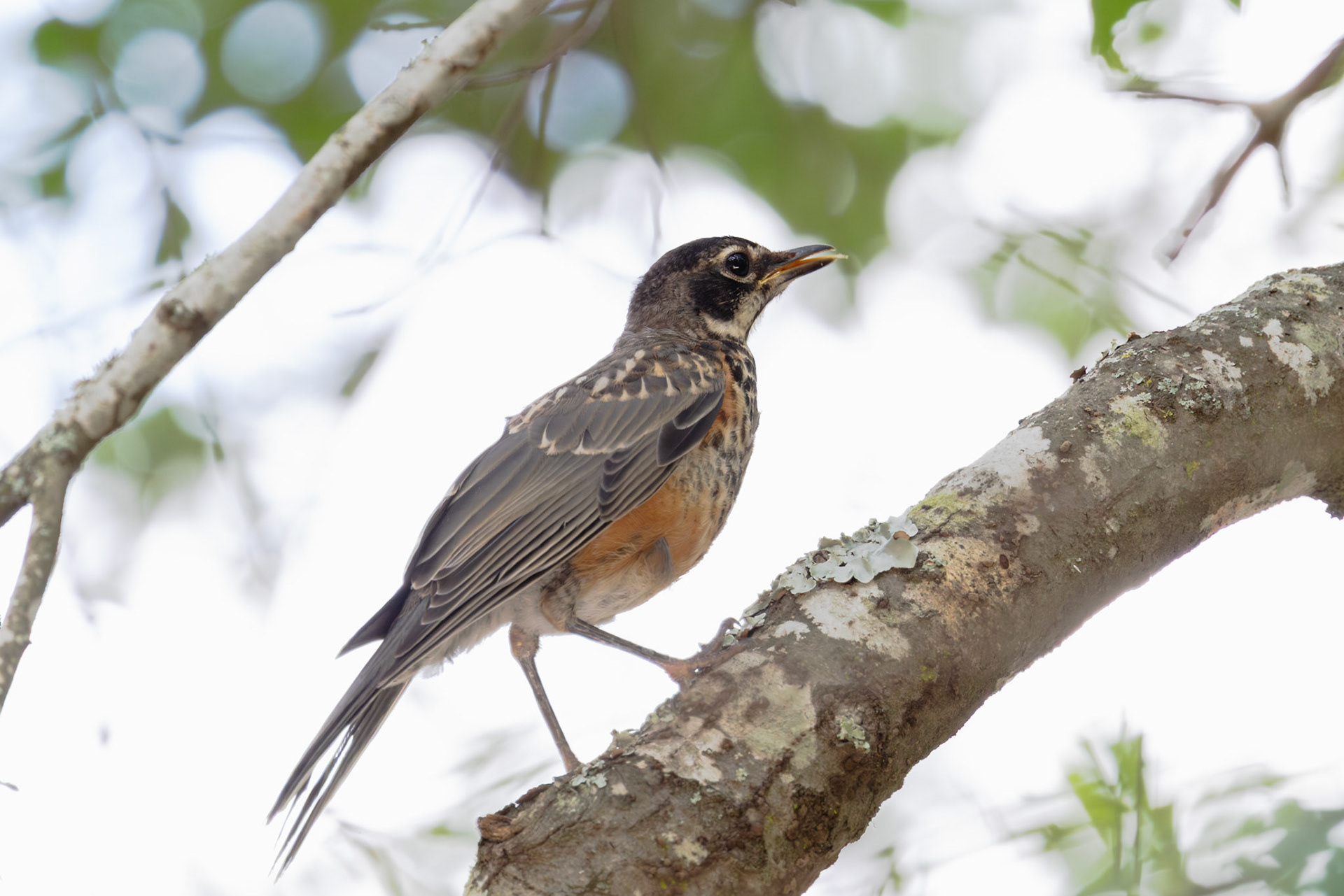 American Robin, Juvenile