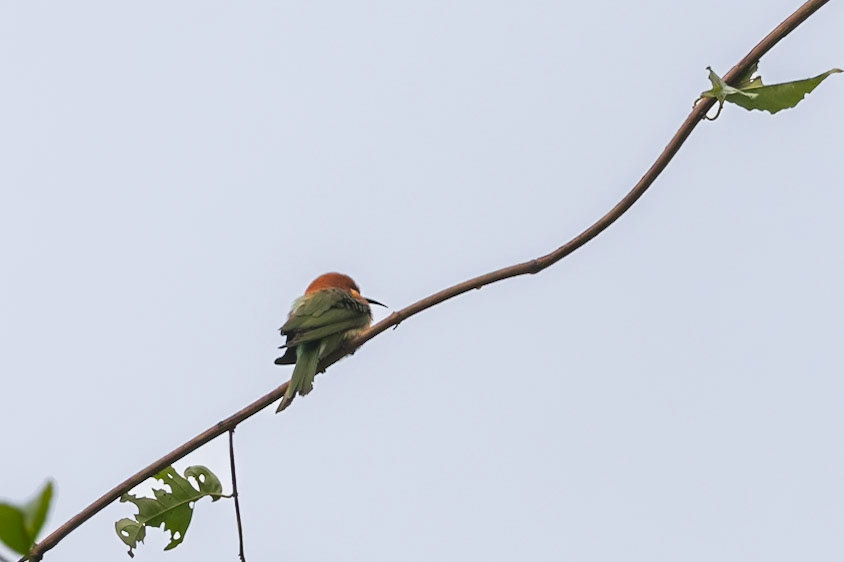 Chestnut-headed Bee-eater