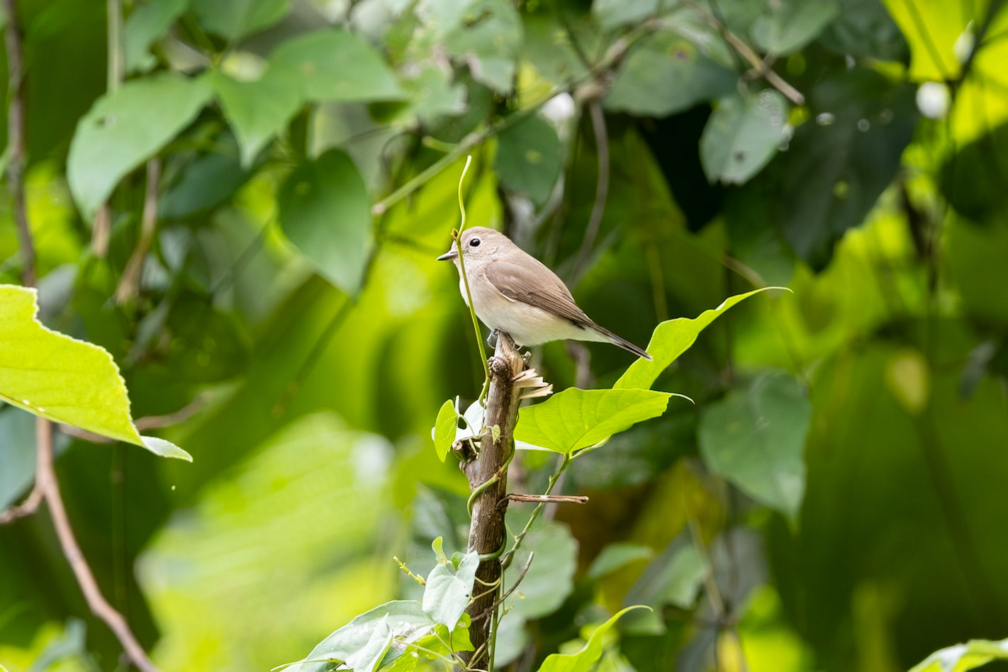 Asian Brown Flycatcher