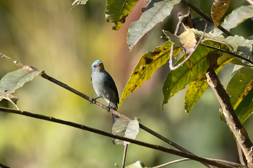 Pale Blue Flycatcher