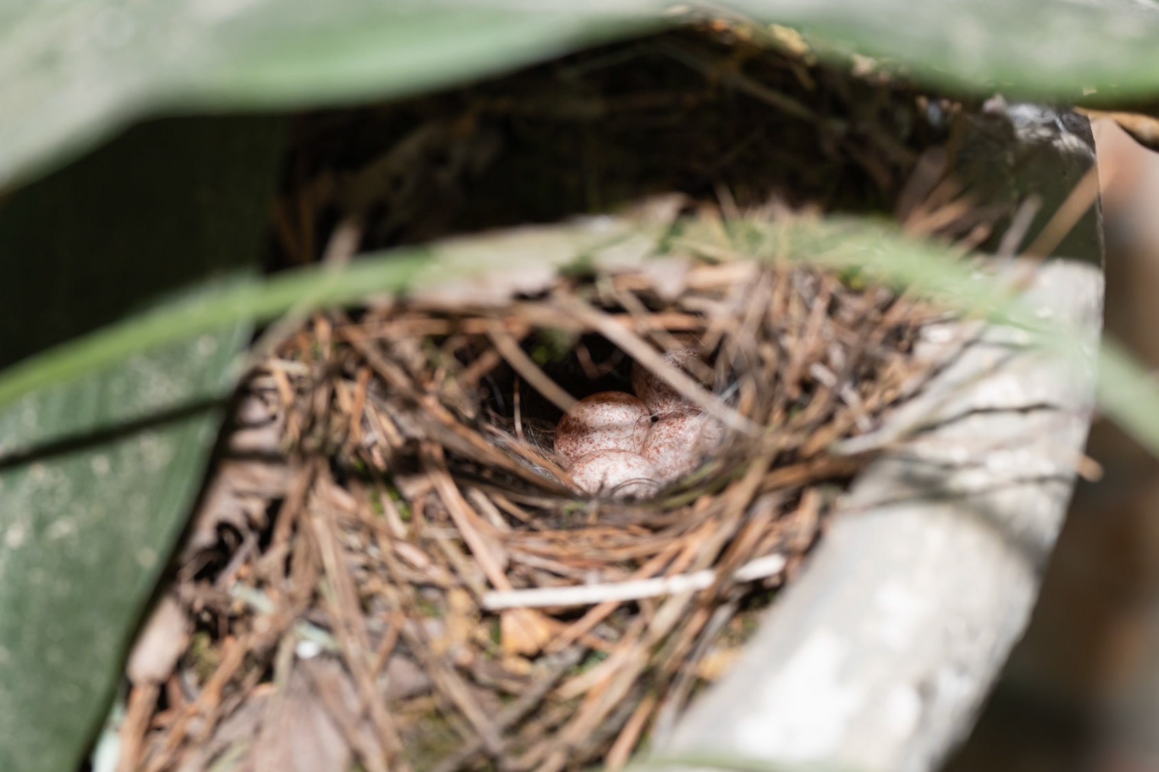4 Eggs, Carolina Wren