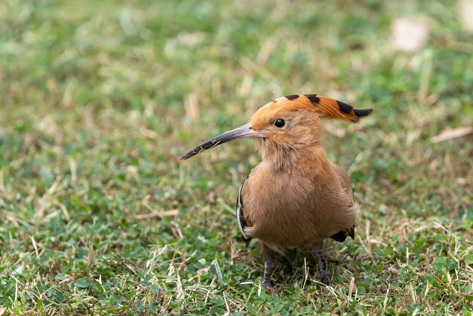 Common Hoopoe