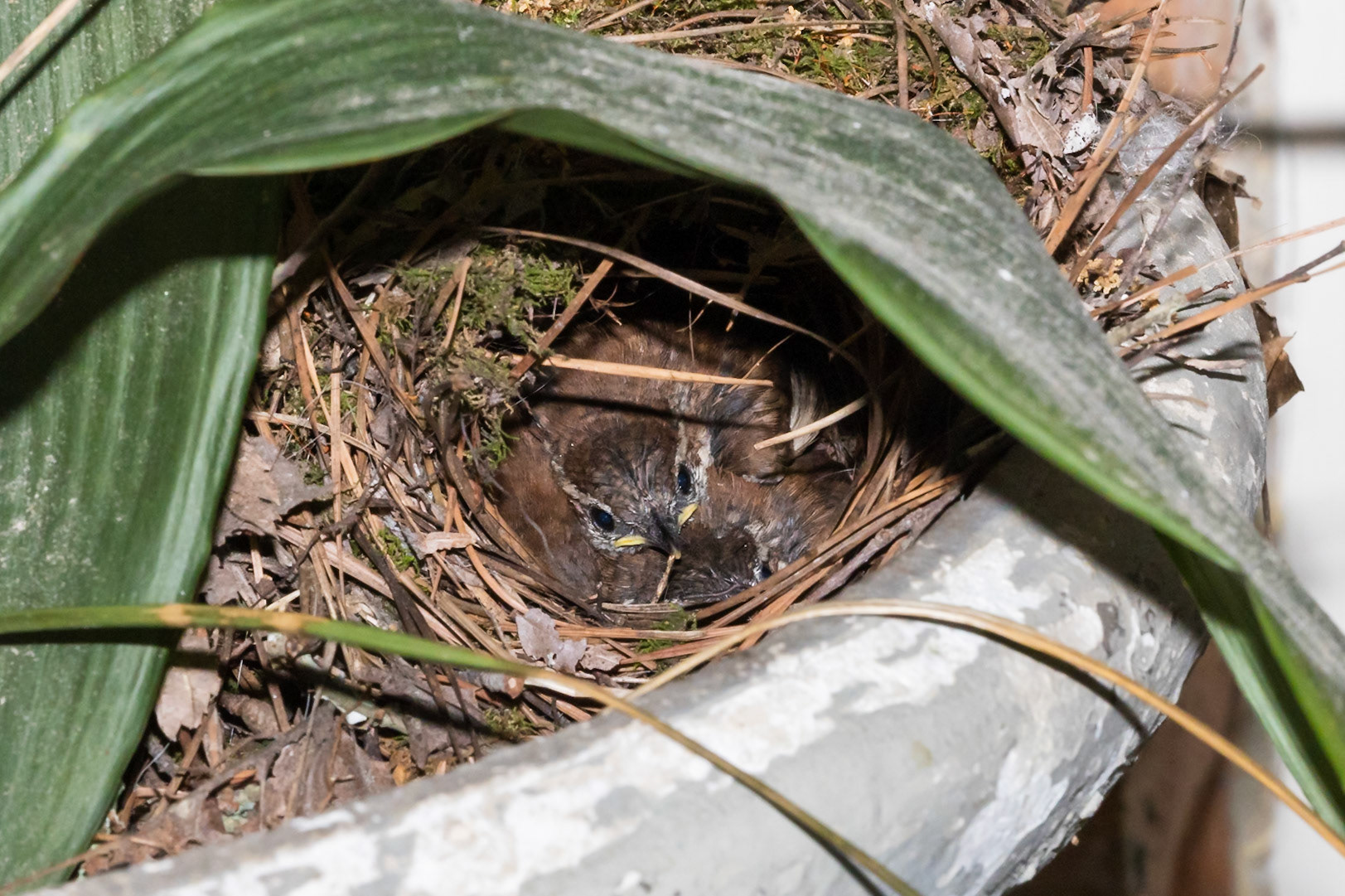 Carolina Wren Nestlings