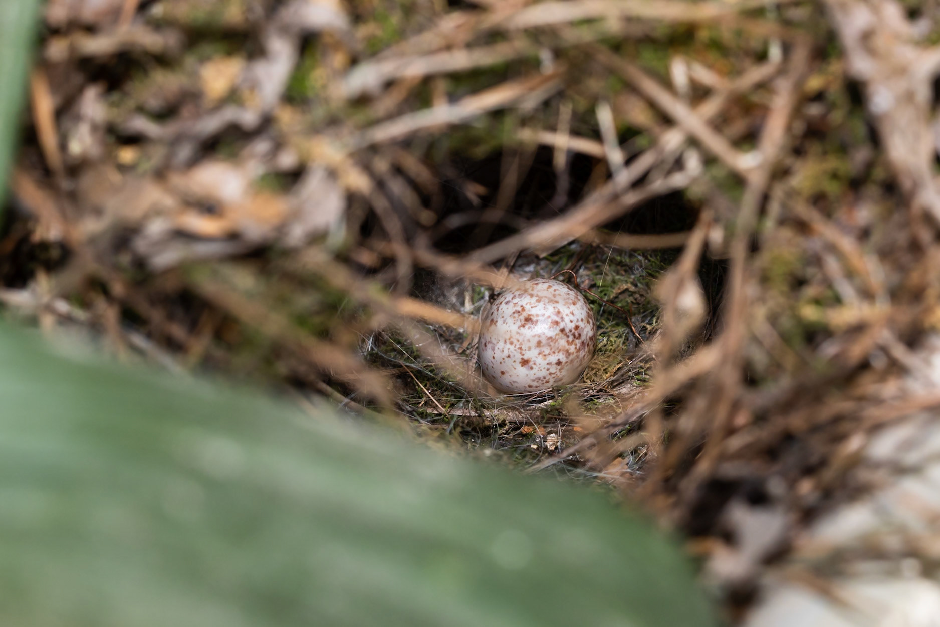 Unhatched carolina wren egg in an empty fledged nest