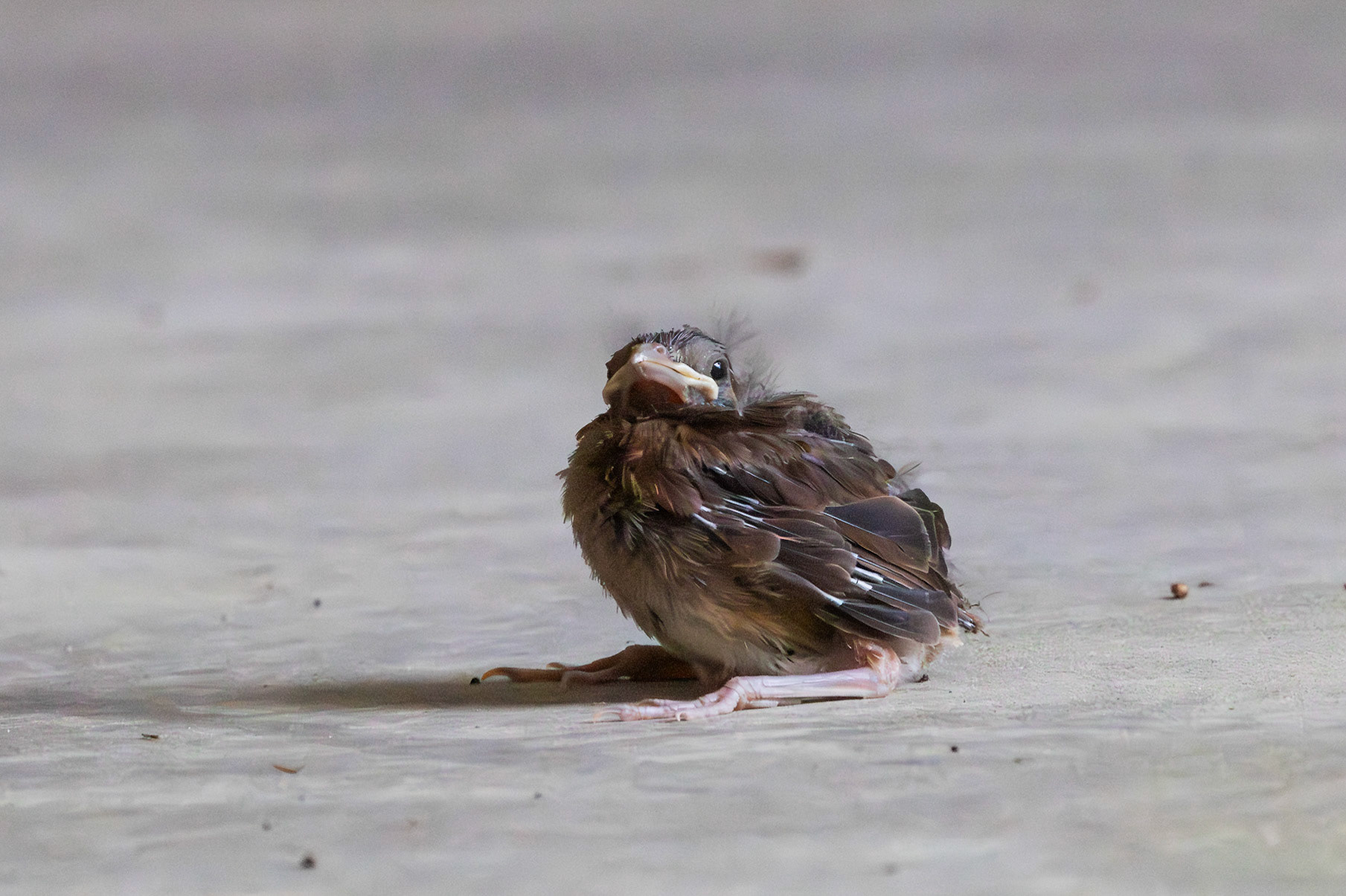 Northern Cardinal Chick, Fledged