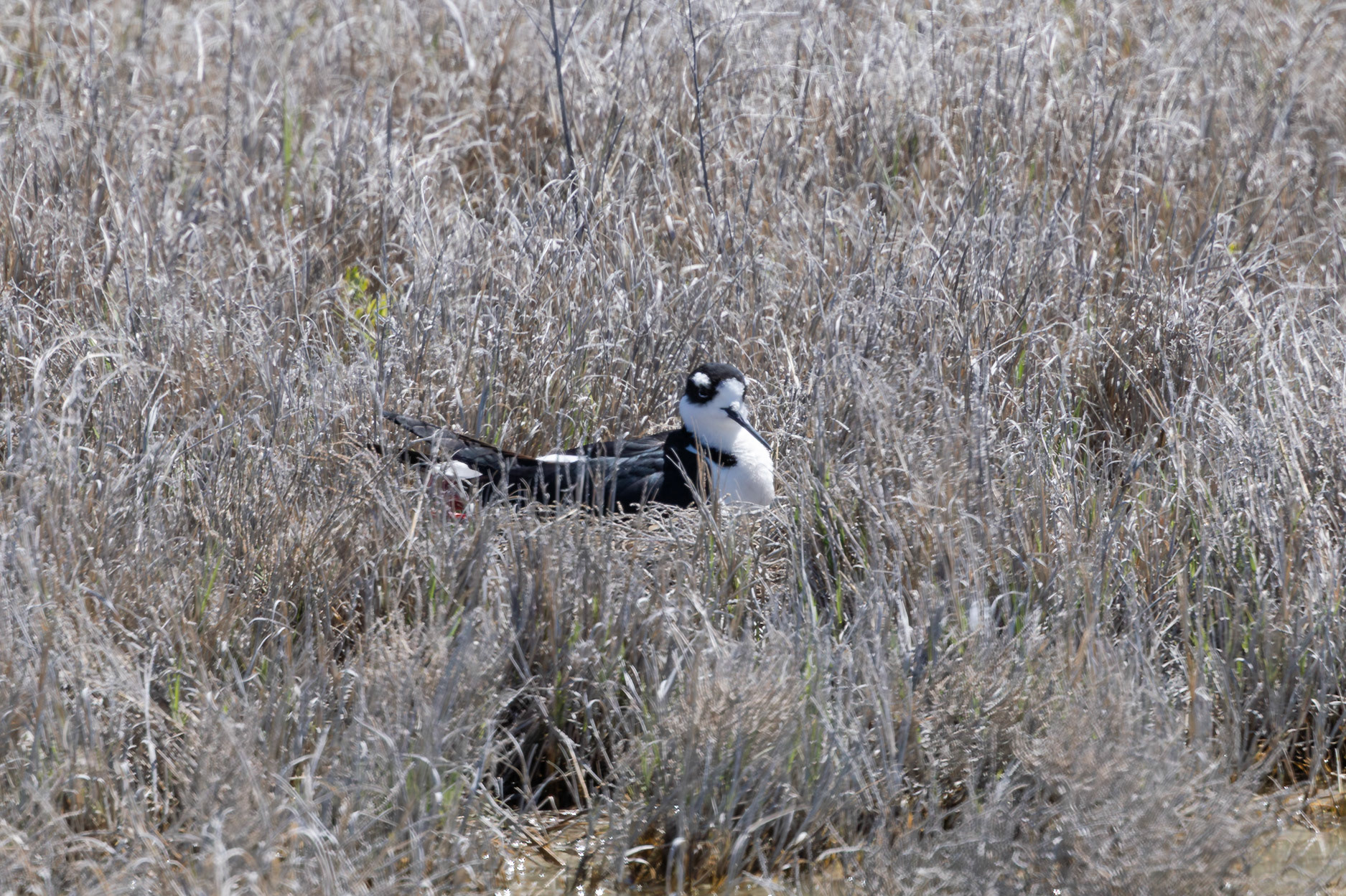 Black-necked Stilt