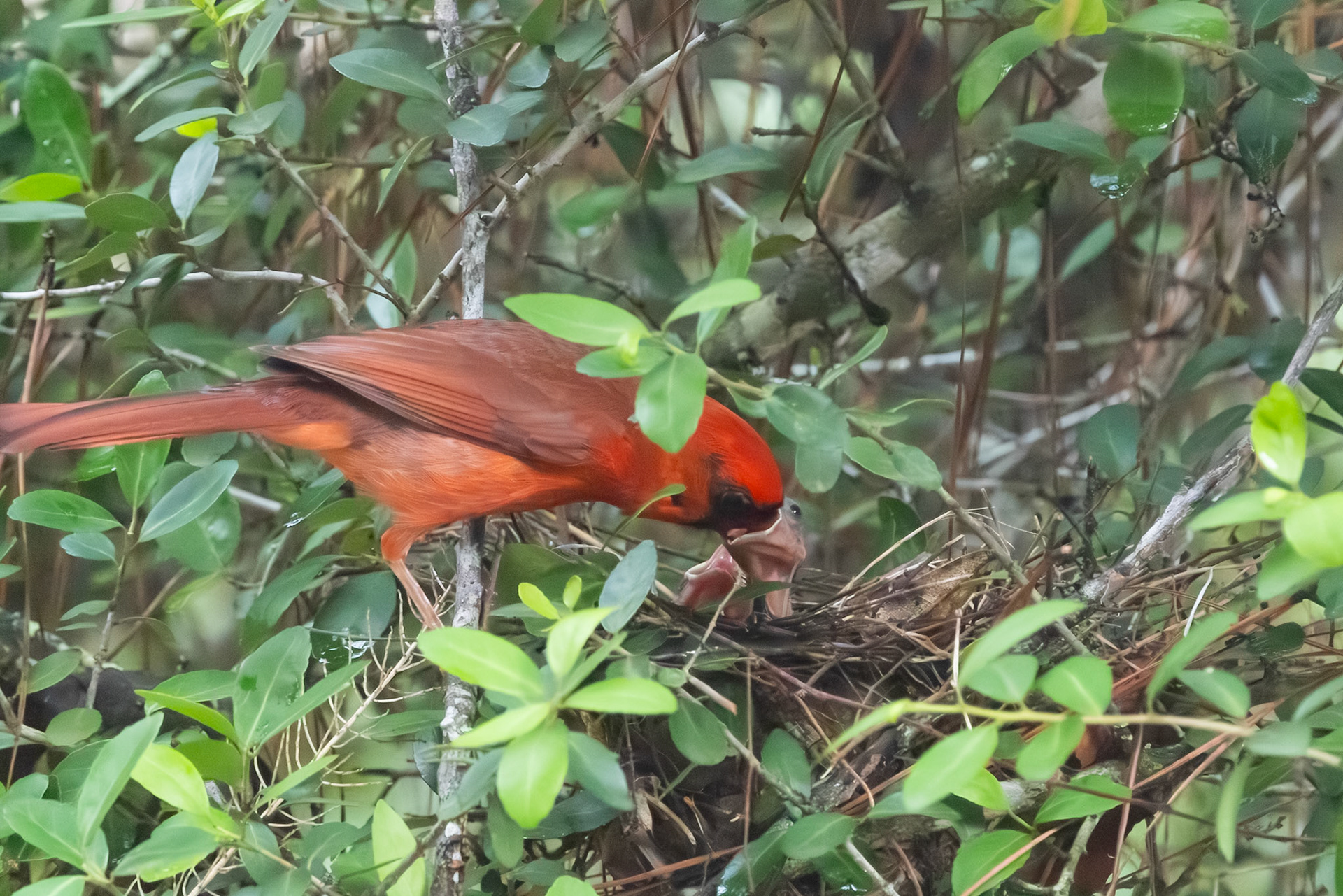 Feeding Nestlings, Northern Cardinal