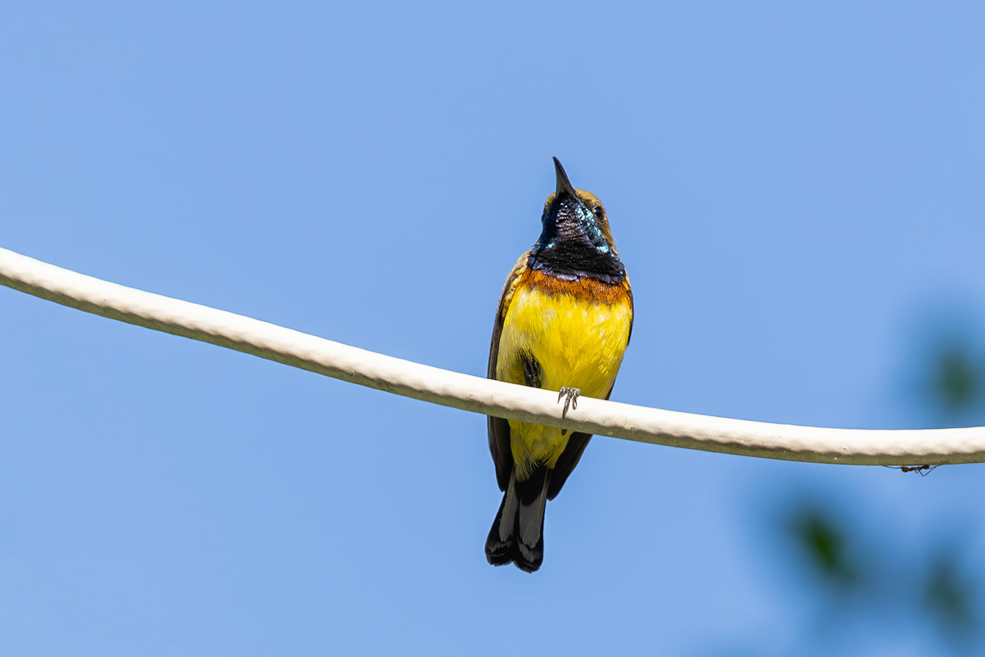 Garden Sunbird, male