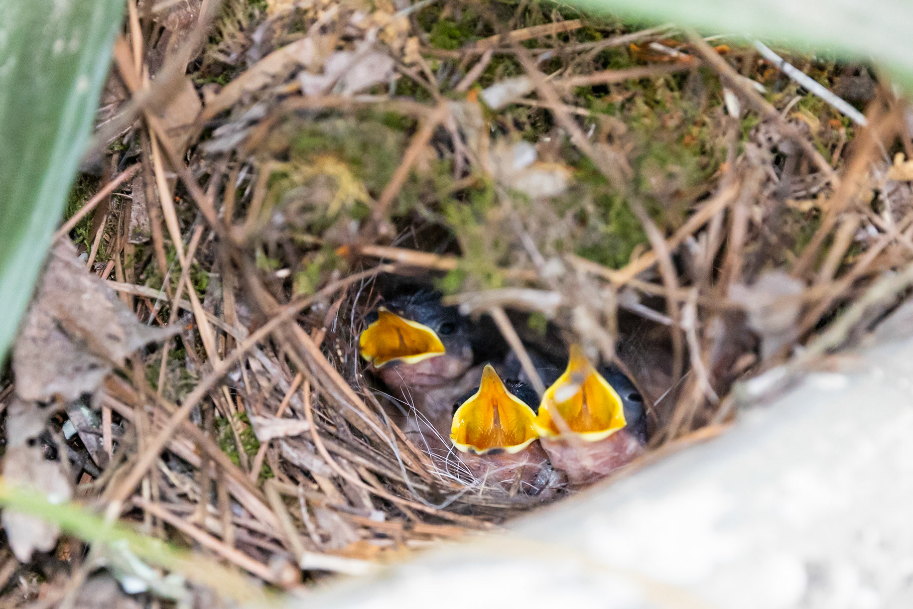 Carolina Wren Nestlings