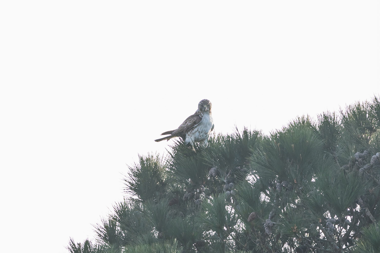 ?? Hawk, juvenile