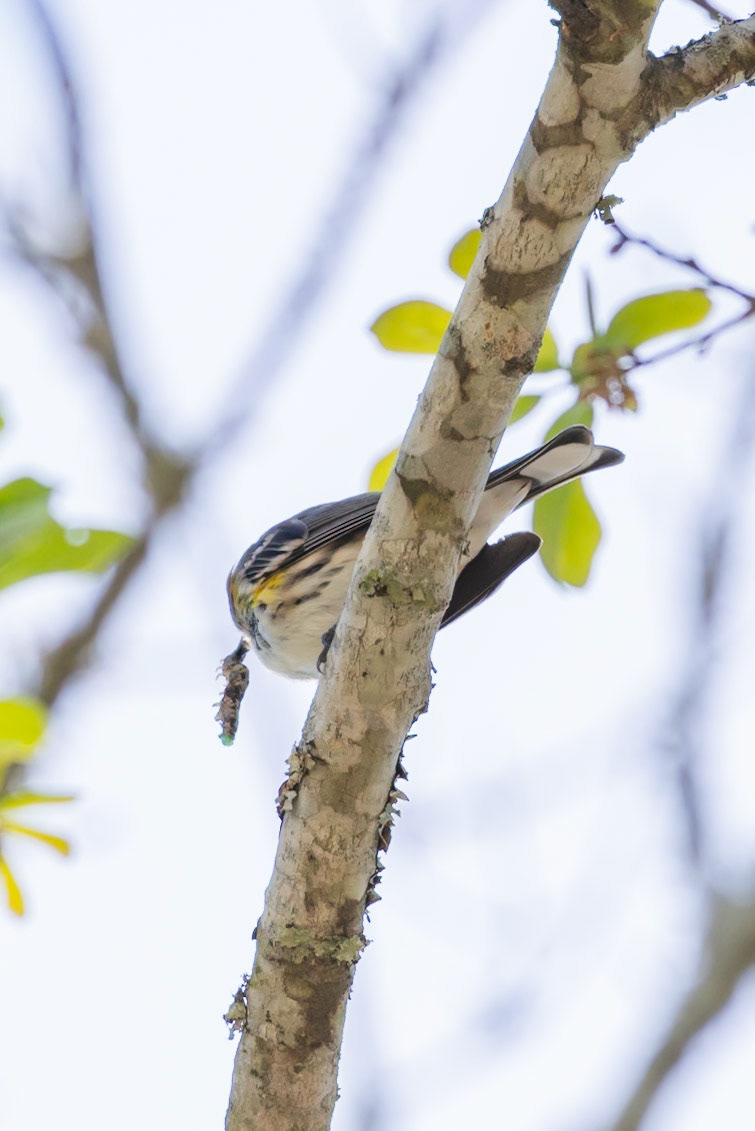 Yellow-rumped Warbler