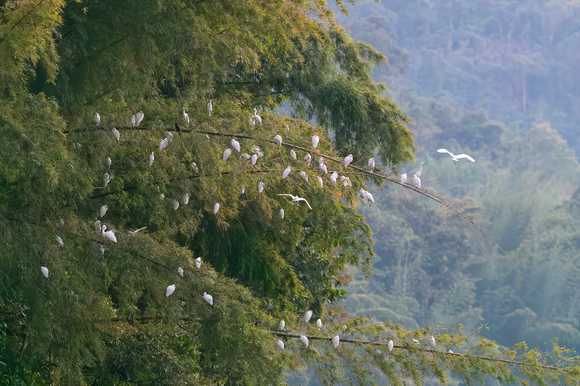 a flock of Little Egrets (and a lone Cormorant?)