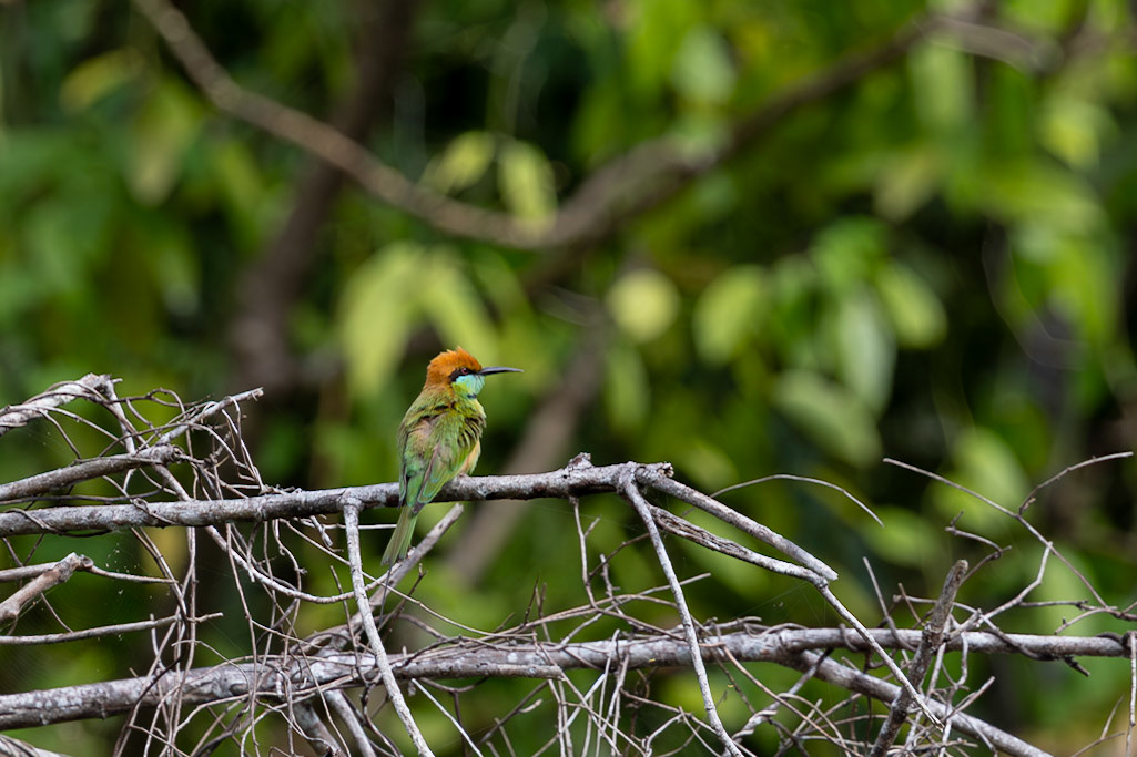 Asian Green Bee-eater