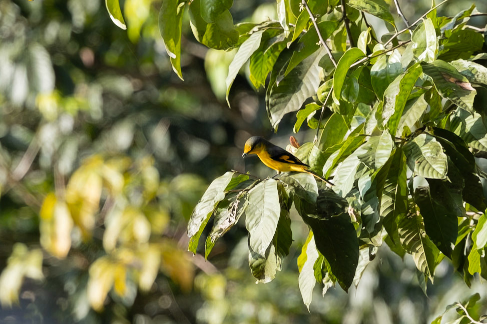 Long-tailed Minivet, female