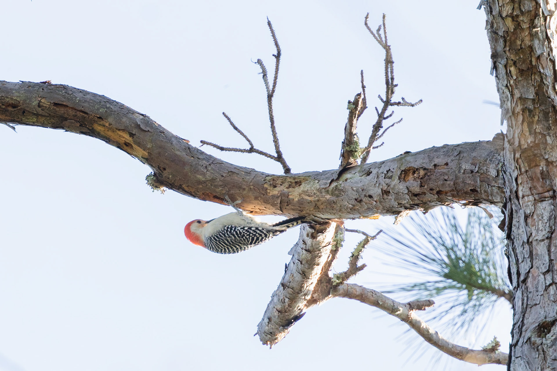 Red-bellied Woodpecker