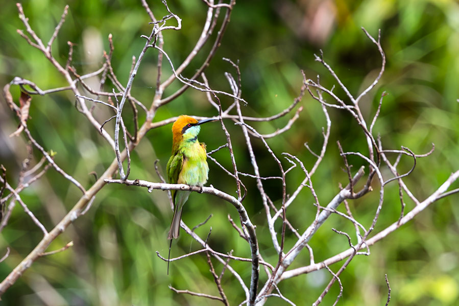 Asian Green Bee-eater