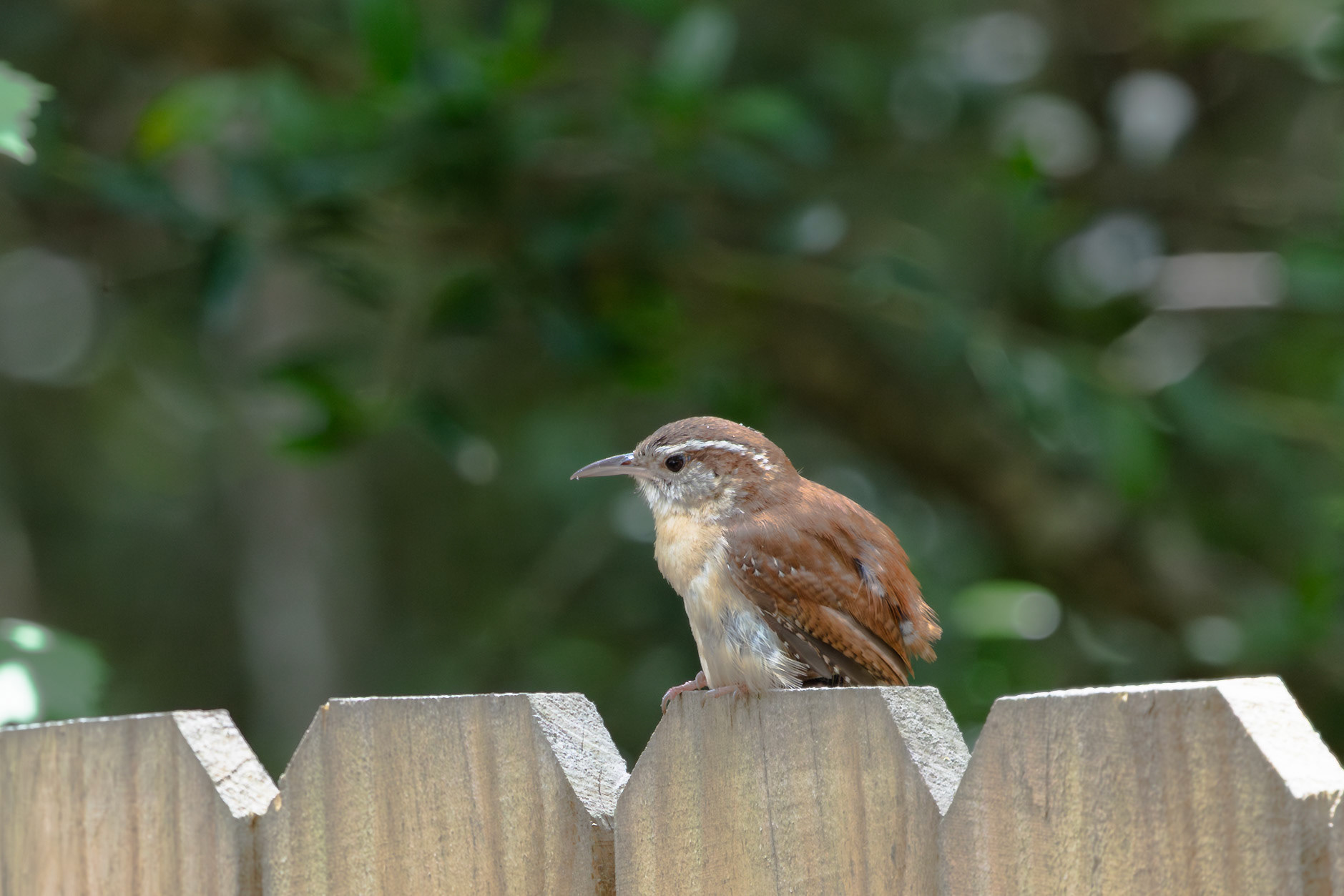 Carolina Wren