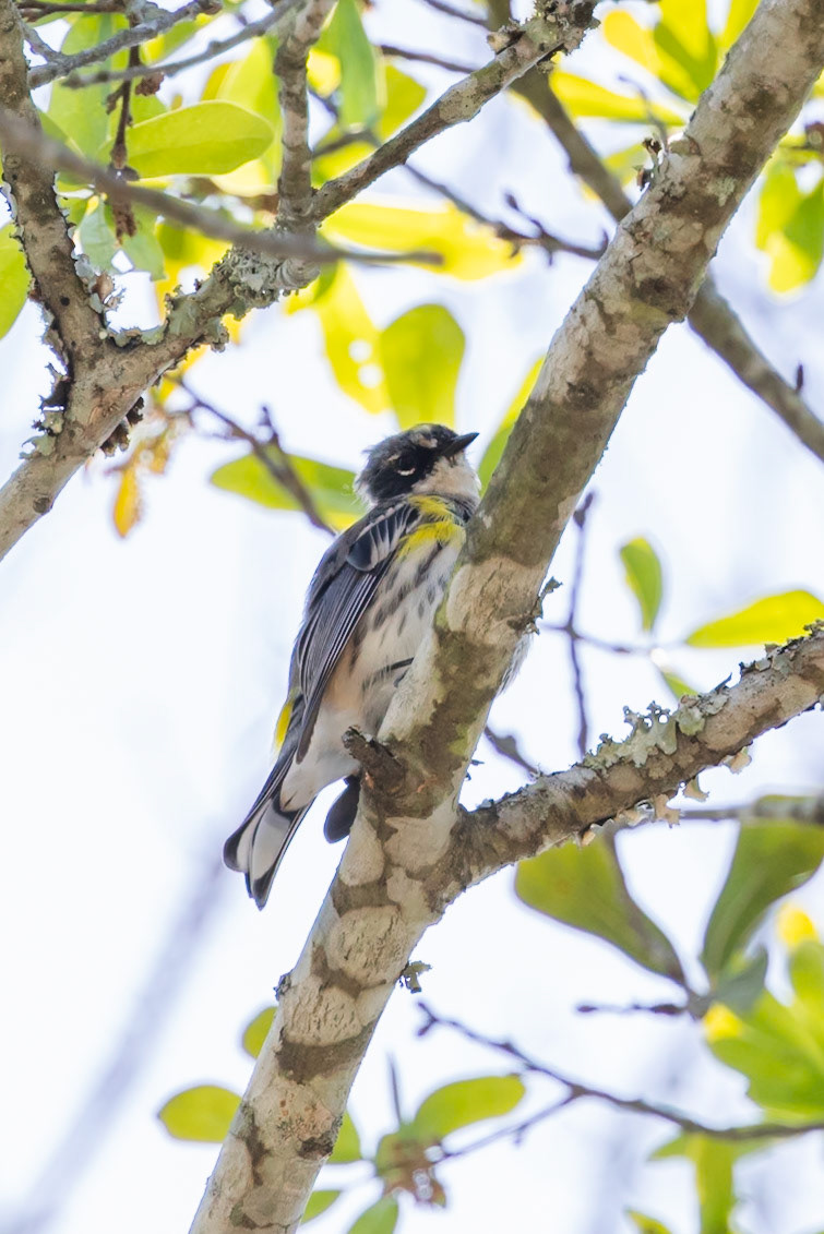 Yellow-rumped Warbler