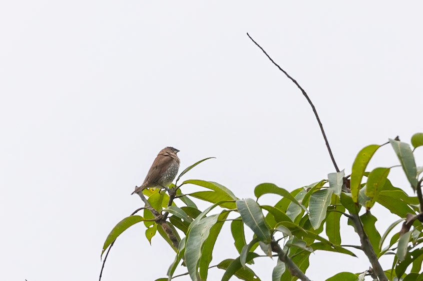 Scaly-breasted Munia