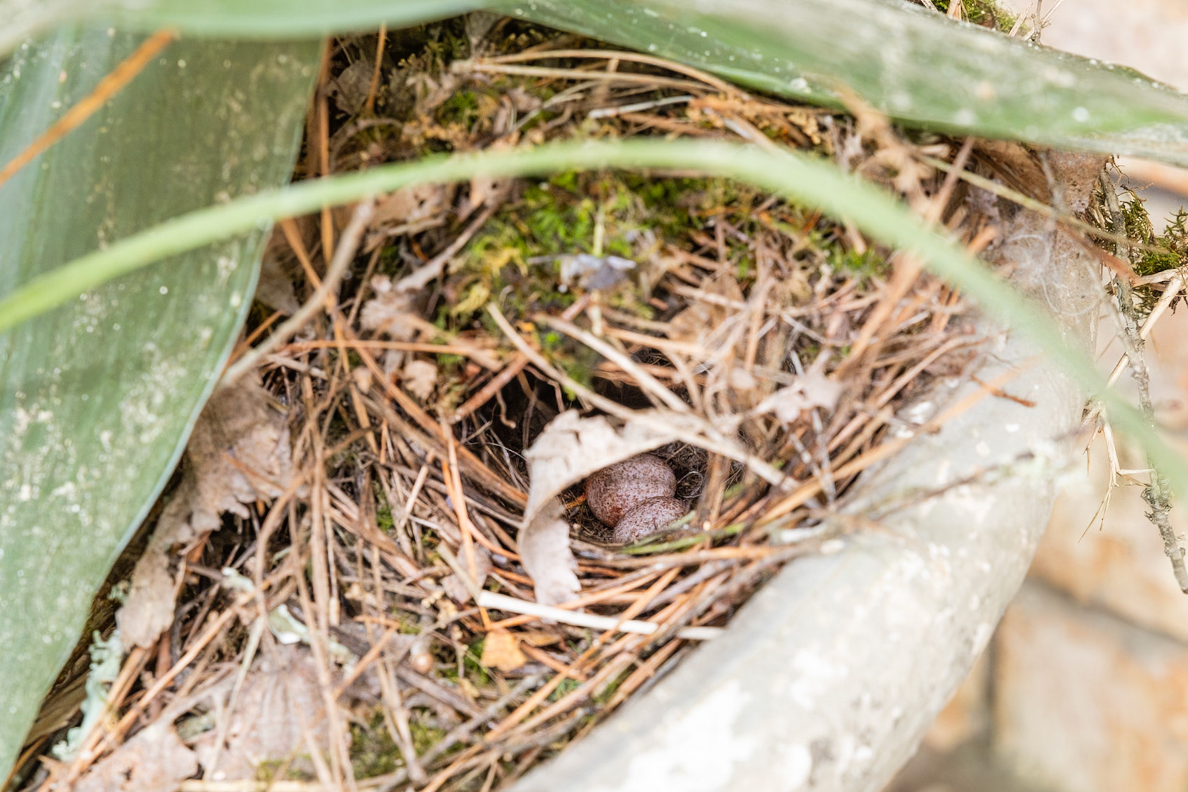 Two eggs in nest, Carolina Wren
