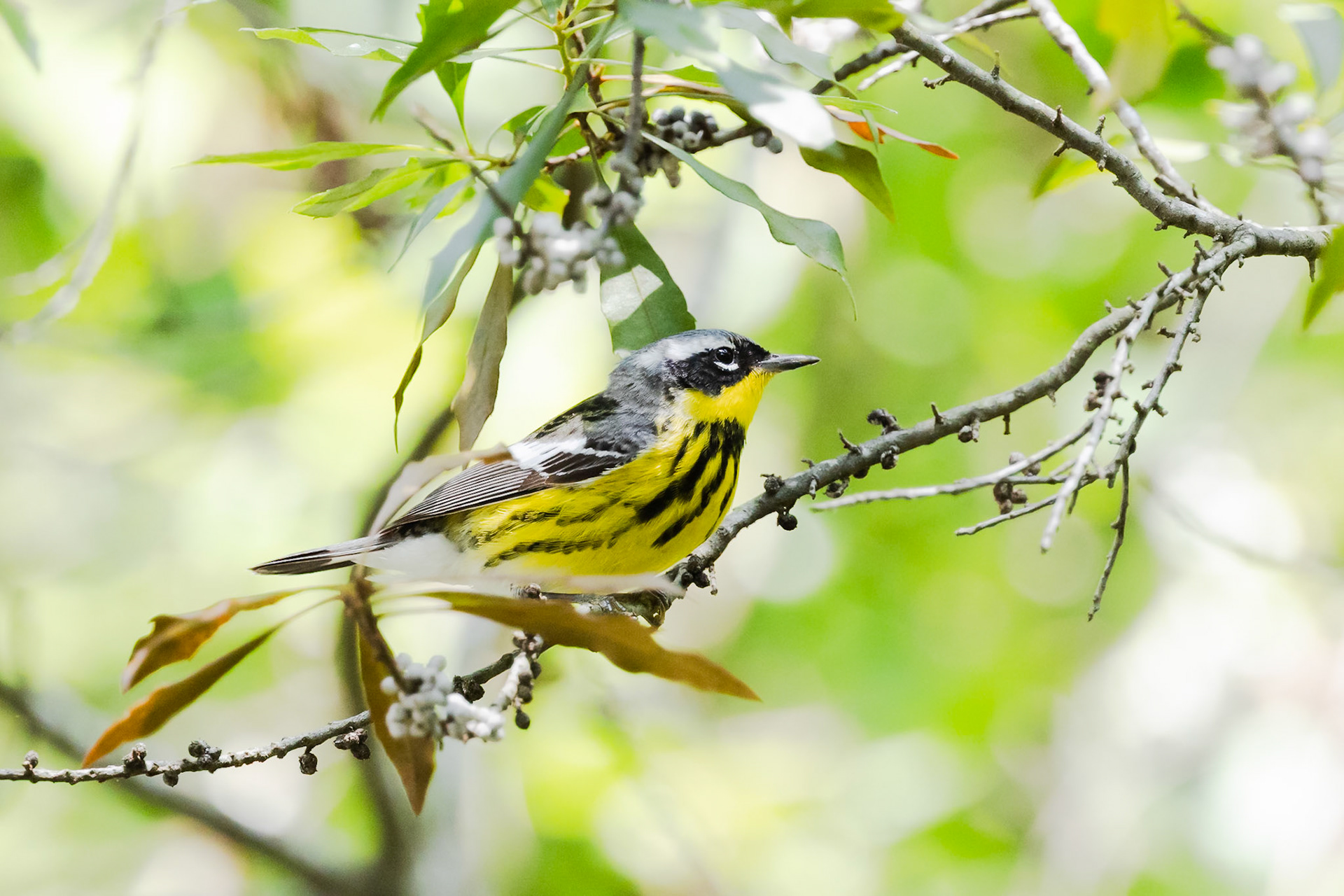 Magnolia Warbler
