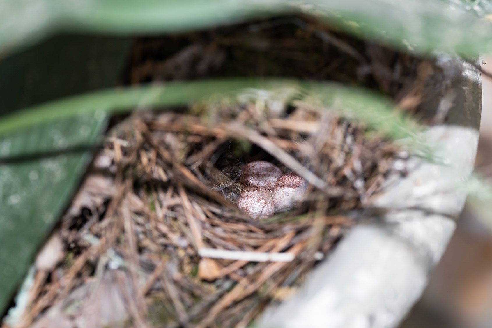 Three eggs in nest, Carolina Wren
