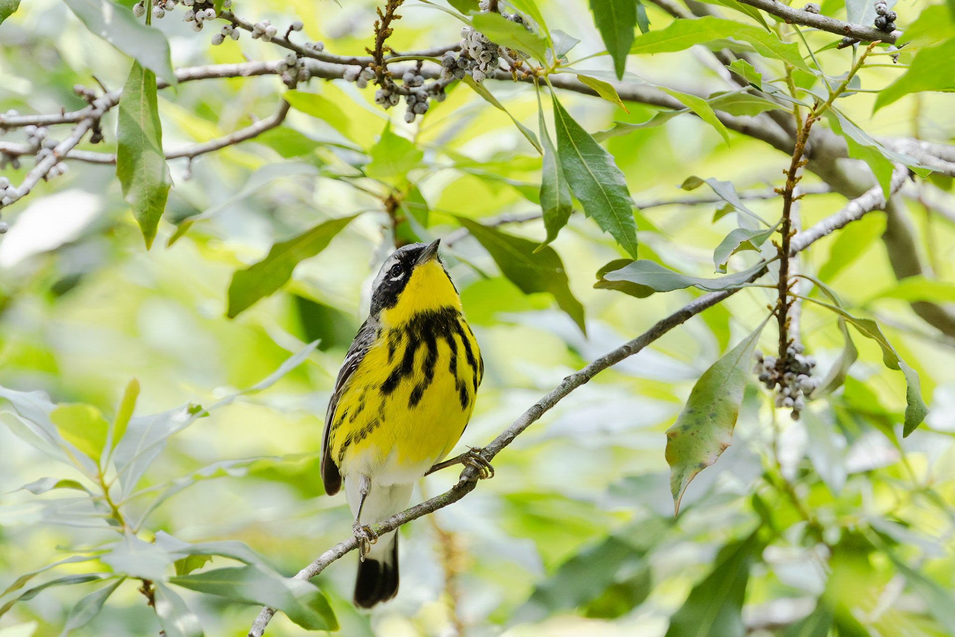 Magnolia Warbler