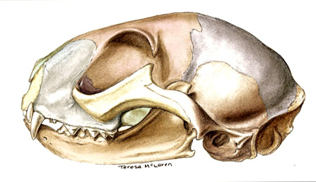Cat skull colourized carbon dust