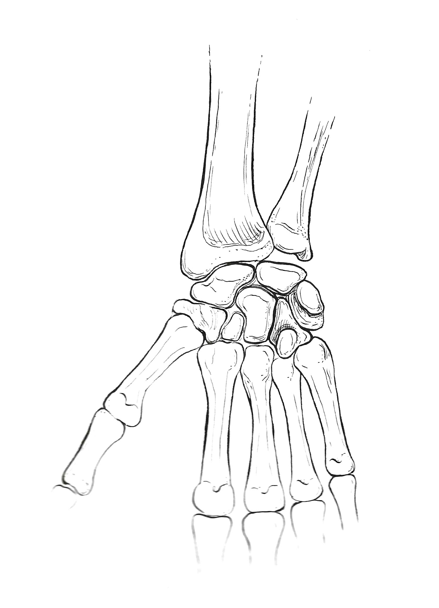 Bones of the Hand
